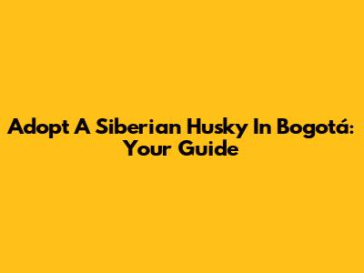 Adopt A Siberian Husky In Bogotá: Your Guide