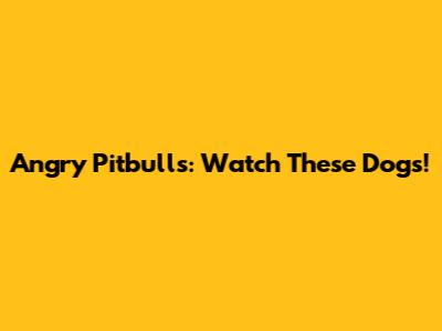 Angry Pitbulls: Watch These Dogs!