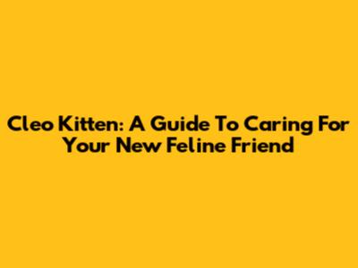 Cleo Kitten: A Guide To Caring For Your New Feline Friend