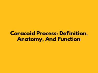 Coracoid Process: Definition, Anatomy, And Function