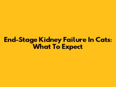 End-Stage Kidney Failure In Cats: What To Expect