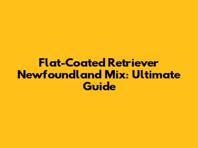 Flat-Coated Retriever Newfoundland Mix: Ultimate Guide