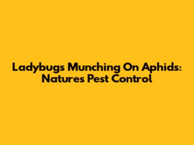 Ladybugs Munching On Aphids: Nature's Pest Control