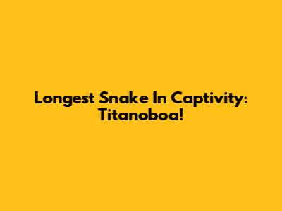 Longest Snake In Captivity: Titanoboa!