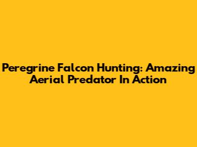 Peregrine Falcon Hunting: Amazing Aerial Predator In Action