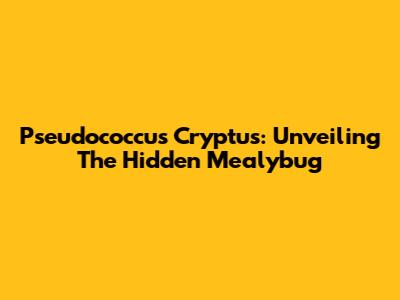 Pseudococcus Cryptus: Unveiling The Hidden Mealybug