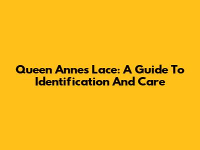 Queen Anne's Lace: A Guide To Identification And Care