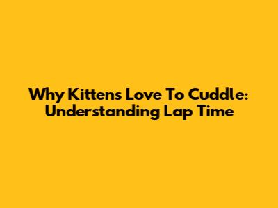Why Kittens Love To Cuddle: Understanding Lap Time
