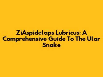 ZiAspidelaps Lubricus: A Comprehensive Guide To The Ular Snake