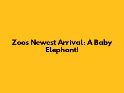 Zoo's Newest Arrival: A Baby Elephant!